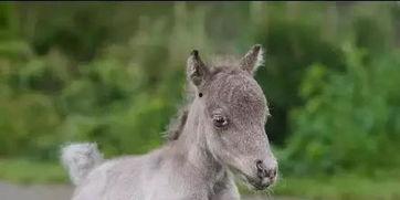 小马驹吃瓜,小马驹的夏日瓜果盛宴