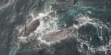 海豚吃瓜金鱼,奇趣海洋生态趣闻